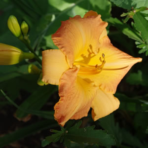 Hemerocallis Apricot Symphony